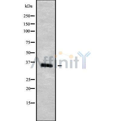 OR10P1 Antibody - Western blot analysis OR10P1 using HT-29 whole cell lysates.