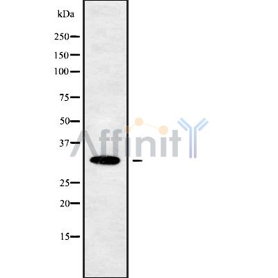 OR10W1 Antibody - Western blot analysis OR10W1 using 293 whole cell lysates.