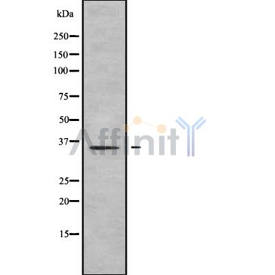 OR1E2 Antibody - Western blot analysis OR1E2 using 293 whole cell lysates.