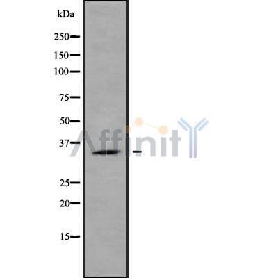 OR1L8 Antibody - Western blot analysis OR1L8 using HUVEC whole cell lysates.