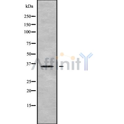 OR2L13 Antibody - Western blot analysis OR2L13 using HepG2 whole cell lysates.