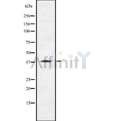 TAAR1 Antibody - Western blot analysis of TAAR1 using COLO205 whole cell lysates.