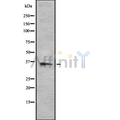 OR52N5 Antibody - Western blot analysis OR52N5 using 293 whole cell lysates.
