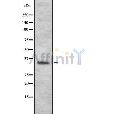 OR4N2 Antibody - Western blot analysis OR4N2 using HepG2 whole cell lysates.