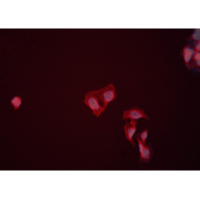 ENO1 Antibody - DF2920 staining HeLa cells by ICC/IF.