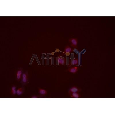 ITGAM Antibody - DF7553 staining HeLa cells by ICC/IF.