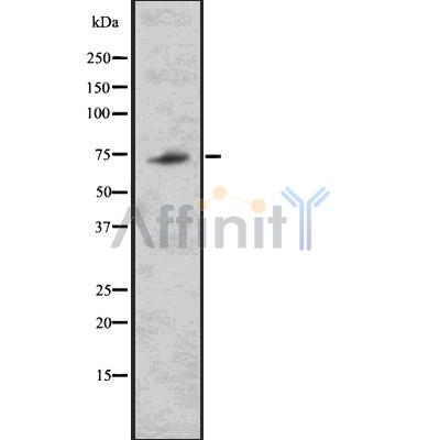 TRIM32 Antibody - Western blot analysis of TRIM32 using 293 whole cell lysates.