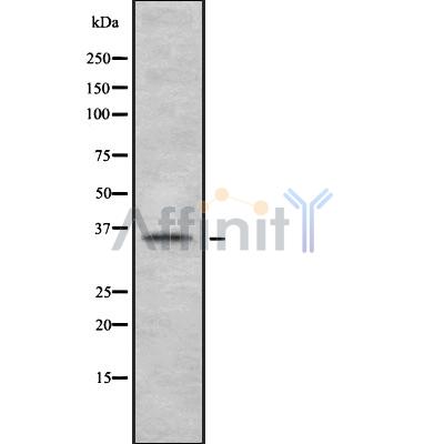 GPA33 Antibody - Western blot analysis GPA33 using HT29 whole cell lysates.