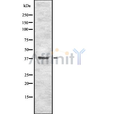 EN1 Antibody - Western blot analysis of EN1 using RAW264.