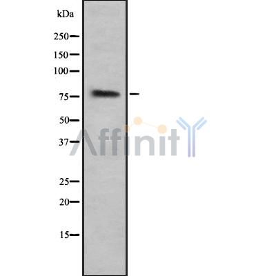 Lactoferrin Antibody - Western blot analysis of LTF using LOVO whole cell lysates.