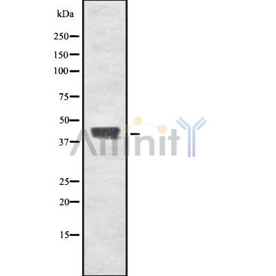 FAIM3 Antibody - Western blot analysis FAIM3 using Jurkat whole cell lysates.