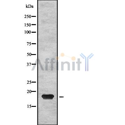 PTP4A2 Antibody - Western blot analysis of PTP4A2 using HepG2 whole cell lysates.