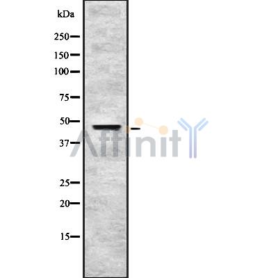 ING3 Antibody - Western blot analysis ING3 using HeLa whole cell lysates.