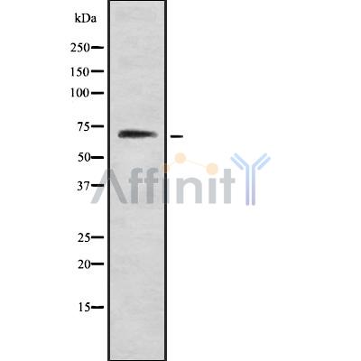 Myt1 Antibody - Western blot analysis of PKMYT1 using RAW264.