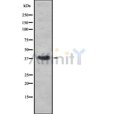 RNLS Antibody - Western blot analysis of RNLS using A549 whole cell lysates.