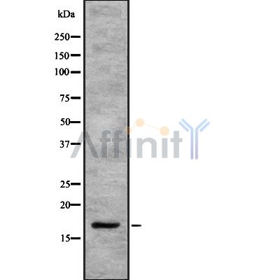 SEP15 Antibody - Western blot analysis SEP15 using K562 whole cell lysates.