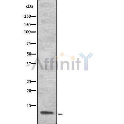 S100A13 Antibody - Western blot analysis S100A13 using 293 whole cell lysates.