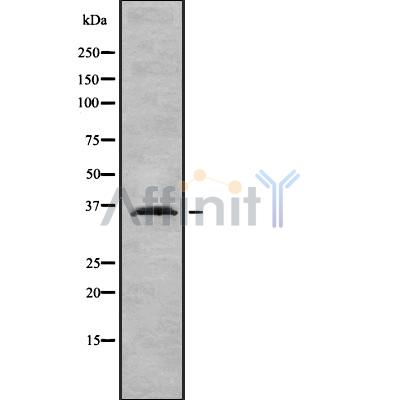 IgG1 Antibody - Western blot analysis IGHG1 using A549 whole cell lysates.