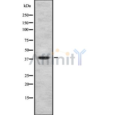NudC Antibody - Western blot analysis NUDC using MCF7 whole cell lysates.