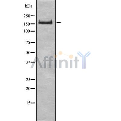 UGGT1 Antibody - Western blot analysis UGGT1 using COLO205 whole cell lysates.