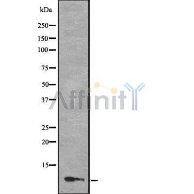 MLLT11 Antibody - Western blot analysis of MLLT11 using COLO205 whole cell lysates.