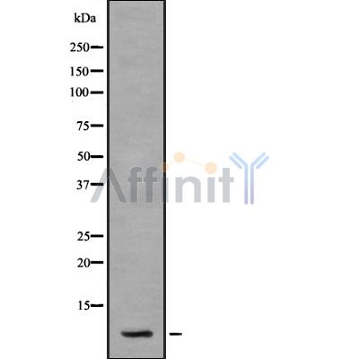 S100A2 Antibody - Western blot analysis S100A2 using HT29 whole cell lysates.