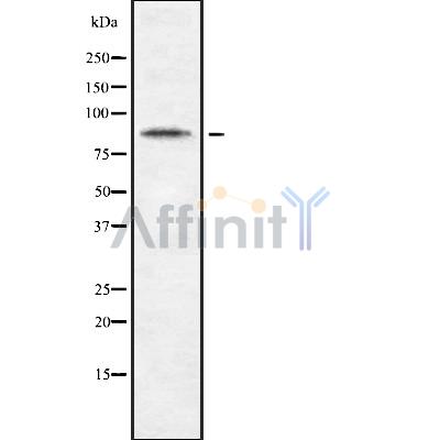 CDH10 Antibody - Western blot analysis of CDH10 using Jurkat whole cell lysates.