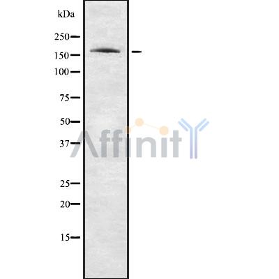 PPP1R9A Antibody - Western blot analysis of PPP1R9A using NIH-3T3 whole cell lysates.