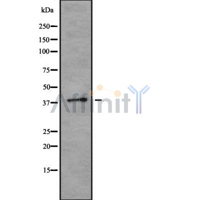TMOD2 Antibody - Western blot analysis of TMOD2 using K562 whole cell lysates.