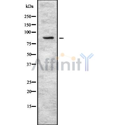 PKP3 Antibody - Western blot analysis of PKP3 using K562 whole cell lysates.