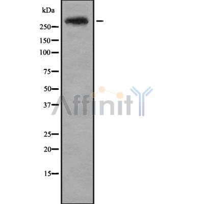 CENPE Antibody - Western blot analysis of CENPE using HepG2 whole cell lysates.