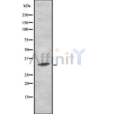 MEMO1 Antibody - Western blot analysis of MEMO1 using MCF7 whole cell lysates.