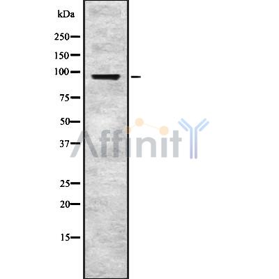 EPS8 Antibody - Western blot analysis of EPS8 using HT29 whole cell lysates.