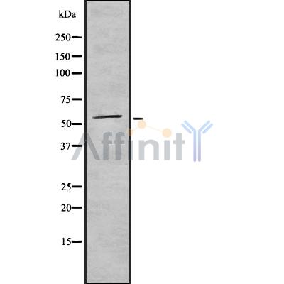 CD300A Antibody - Western blot analysis of CD300A using K562 whole cell lysates.
