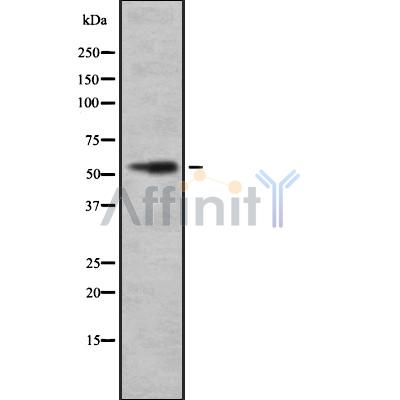 LMAN1 Antibody - Western blot analysis of LMAN1 using mouse brain lysates.