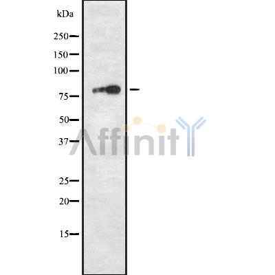 DIL-2 Antibody - Western blot analysis of DIL-2 using RAW264.