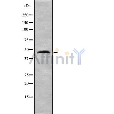 NTR2 Antibody - Western blot analysis NTR2 using HuvEc whole cell lysates.