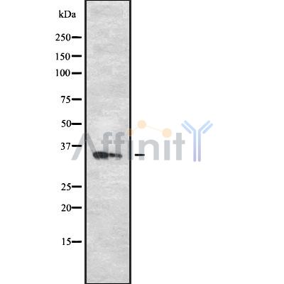 OR13C2/13C9 Antibody - Western blot analysis OR13C2/13C9 using RAW264.