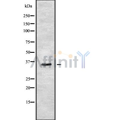 OR7C2 Antibody - Western blot analysis OR7C2 using A549 whole cell lysates.