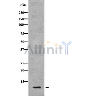 SNAPC5 Antibody - Western blot analysis SNAPC5 using HepG2 whole cell lysates.
