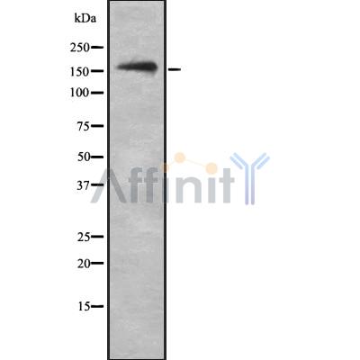 NKTR Antibody - Western blot analysis NKTR using RAW264.