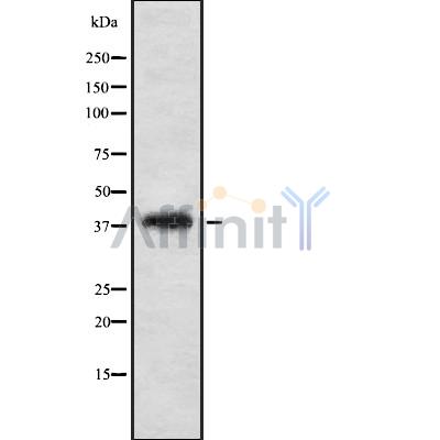 TF2A2 Antibody - Western blot analysis of TF2A2 using K562 whole cell lysates.