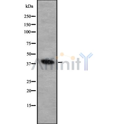 FOXI1 Antibody - Western blot analysis FOXI1 using HuvEc whole cell lysates.