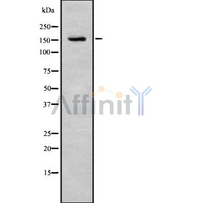 TENS3 Antibody - Western blot analysis of TENS3 using K562 whole cell lysates.