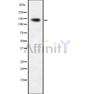LMTK1 Antibody - Western blot analysis of LMTK1 using COLO205 whole cell lysates.