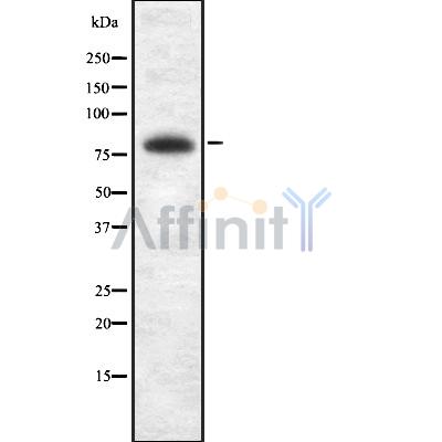 BRSK2 Antibody - Western blot analysis of BRSK2 using HuvEc whole cell lysates.