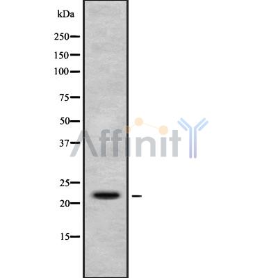 Histone H1X Antibody - Western blot analysis of Histone H1X using K562 whole cell lysates.