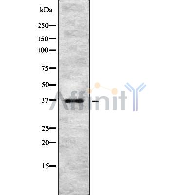 PINX1 Antibody - Western blot analysis of PINX1 using NIH-3T3 whole cell lysates.