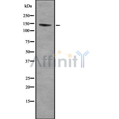 PCDH-X/Y Antibody - Western blot analysis of PCDH-X/Y using HeLa whole cell lysates.