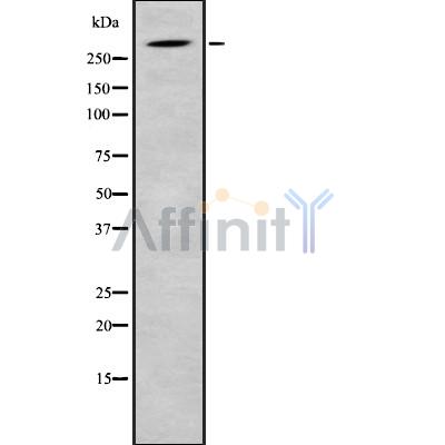 SRRM2 Antibody - Western blot analysis SRRM2 using HuvEc whole cell lysates.